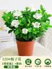 Planta de Jasmim em Vaso para Uso Interno, Repele Mosquitos, Elimina Odores, Sempre Verde para Todas as Estações, Fresca e Fragrante, Planta com Flores Atraentes para Mesa de Casa