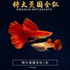 Peixe Guppy, Peixe Tropical, Peixe Ornamental Pequeno, Reprodução, Fêmeas Grávidas, Prontas para Dar à Luz, Fácil de Criar, Resistente e de Vida Longa, Guppies