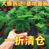 Espárrago Planta Verde En Maceta Flor Planta Bonsái Interior Sala de Estar Hidropónico Espárrago Bambú Nube con Maceta Plántulas Grandes Perenne Todo el Año