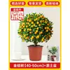Plántulas de Árbol de Kumquat, Plantas en Maceta, Comestible con Piel Crujiente, Naranjas de Cuatro Estaciones, Flores de Interior y Plantas Verdes para la Sala de Estar, Enviado con Fruta