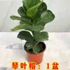 Figueira-lira em Vaso para Interior, Planta de Folhas Grandes para Sala de Estar e Escritório, Fácil de Cuidar, Flor Nórdica que Absorve Formaldeído em Todas as Estações