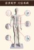 Maniquí de Acupuntura Blanco Completo Modelo de Puntos de Acupuntura Humano Modelo de Puntos Meridianos de Medicina China 85cm de Alto