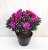 Dropshipping Xiangfei Camélia Planta em Vaso com Botões Planta de Flores para Interior Fácil de Cultivar Azaléia Muda de Floração para Quatro Estações