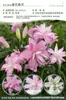 Bulbos de Lírio de Outono de Floração Dupla, Mudas de Flores de Floração Simples, Lírios Perfumados Comprados Diretamente da Holanda, Canhão de Ferro, Plantas de Vaso para Iniciantes do Pátio Karie