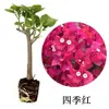 Planta de Buganvilla en Maceta, Florece Todo el Año, Enredadera Trepadora Morada de Yunnan, Doble Floración, con Tierra Original, Cereza Verde, para Jardín y Balcón