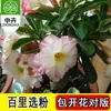 Planta en Maceta Rosa del Desierto con Doble Pétalo, Planta Verde Resistente a la Sequía, Fácil de Cuidar en Interiores o en el Balcón, Planta Suculenta Fácil de Mantener en Verano