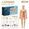 Estructura de Modelo Humano Ensamblado Removible Cuerpo Entero Esquelético Órganos Esqueleto 3d Anatomía Médica Simulación Juguetes para Niños