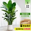 Ave del Paraíso Planta Verde en Maceta Planta Grande de Interior para Sala de Estar de Pie Árbol Real Oficina Planta Grande Flor Strelitzia Reginae