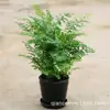 Atacado Adianomyte Vaso Samambaia de Boston Samambaia Cauda de Lobo Samambaia Ninho de Pássaro Semente de Flor Adianomyte Planta de Flor para Micro Paisagem