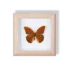 Especimen de Mariposa Real Pintura Decorativa Colgante Adorno de Insecto con Ojos Azules, Marco de Madera Maciza, Regalo para Mejor Amigo, Recuerdo Único