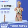 85CM Cuerpo Humano Medio Cuerpo Modelo de Torso Aveiseless Directo de Fábrica 17 Piezas Removibles Modelo de Enseñanza Biomédica