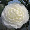 Bonsái de camelia, camelia roja de cinco colores, plántulas de camelia fragante con capullos de flor, plantas con flor, plántulas de camelia de interior fáciles de cultivar