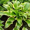 Espejo de Flores Macizo de Flores Planta Perenne Semillas de Hosta Phnom Penh Maceta Planta Perenne de Jardín Flor Resistente al Frío Espejo de Flores Semillas de Flores