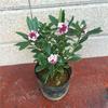 Plantas de Interior em Vaso com Folhas Verdes: Pothos, Menta, Planta Cobra, Árvore do Dinheiro, Jasmim e Outras Combinações de Plantas Verdes