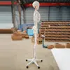 Modelo de simulação de esqueleto humano esqueleto com músculos anexados ponto de início e fim modelo de coloração