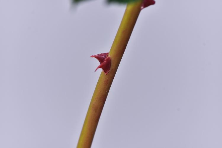 DSC_5867.JPG