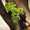 Paisagismo de Casamento Agulhas de Pinheiro Branco Puro Galhos e Folhas de Pinheiro Falso Pinheiro Acolhedor Cedro Rochoso Decoração Bonsai Pinho e Cipreste de Plástico