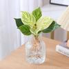 Planta Hidropónica de Diamante Platino Planta Verde Cultivada en Agua para Mesa de Oficina Interior en Maceta Es Fácil de Mantener en Todas las Estaciones