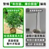 Mudas Pequenas de Limão Laranja Verde de Hainan Mudas de Semente de Limão Kumquat Em Vasos Sala de Estar Interna Varanda Árvore Frutífera Mudas de Frutas o Ano Todo