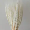 Pequeña Cola de Conejo de Caña Hierba Flor Inmortal Ramo DIY Producto Terminado Decoración Flor Real Adornos de Instagram Hierba de la Pampa Flores Secas Transfronterizo