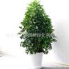 Plantas en Maceta que Atraen Dinero para Aperturas de Negocios, Bonsái de Interior, Plantas de Follaje para Oficina, Plantas Verdes, Árboles de la Fortuna, Plantas de Prosperidad