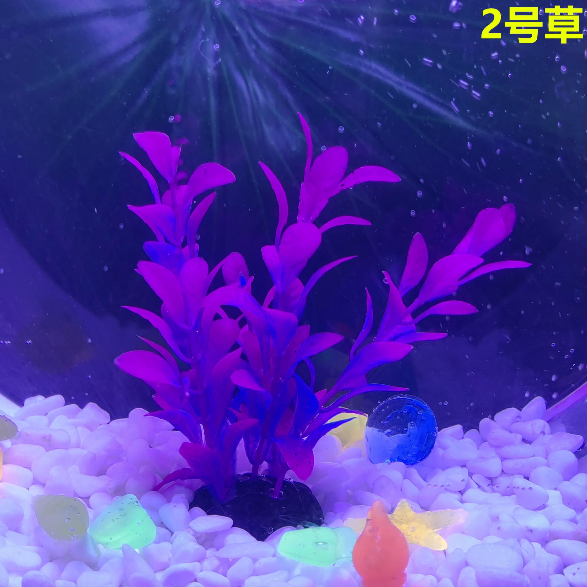 2号草