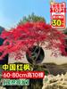 Dropshipping Plántulas de Arce Rojo Japonés Todo el Año Red Dancer Arce de Hoja Rojo para Exterior Bonsái en Maceta Planta para Enverdecer Patio Estilo