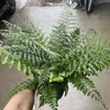 Helecho Jim para Interior Sala de Estar Helecho Gema en Maceta Siempre Verde Paisajismo de Escritorio Florales y Plantas Verdes para Balcón