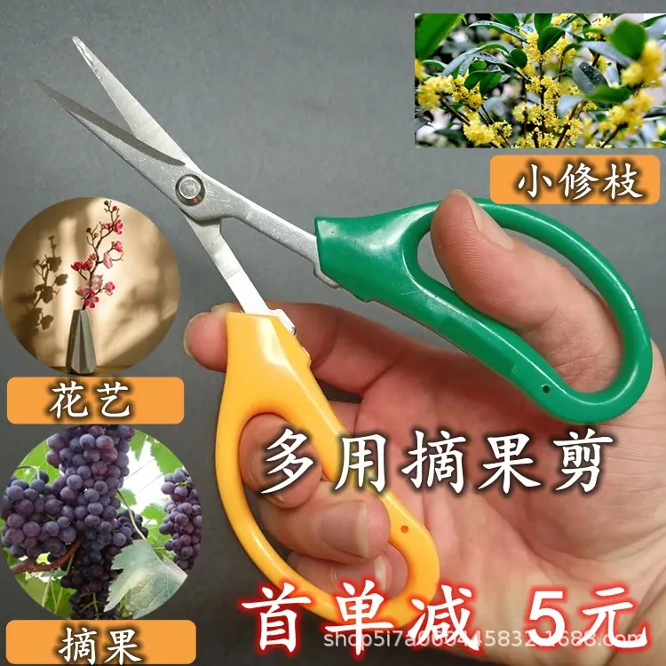 摘果剪刀.jpg