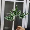 Lirio de imitación de bambú para bodas, auditorio, decoración suave, flor, ventana, paisajismo, planta verde, arreglo floral para el hogar, decoración floral, adornos paisajísticos.