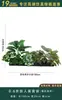 Flores Artificiais Plantas Verdes Conjunto de Divisória Decorativa Flores de Plástico e Seda Decoração de Paisagismo Arranjo de Paisagem Exibição de Janela Interna