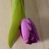 Tulipán artificial hidratante de alta gama para decoración del hogar, adornos de flores falsas, ramo de fotografía al por mayor