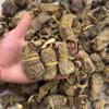 Especialidad de Yunnan Zhaotong Tianma 500g Primavera Tianma a Granel en Stock Venta al por Mayor Profesional Tianma Negro Gran Cantidad Precio Excelente