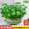 Grama da Fortuna Planta Hidropônica para Atrair Riqueza, Grama da Fortuna em Vaso para Mesa de Escritório, Planta Verde na Água, Grama Real, Planta Aquática Oxigenada