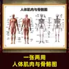 Mapa de Acupontos Meridianos Poster Imagem Adulto Padrão Mapa de Acupontos do Corpo Humano Padrão Grande Mapa de Parede HD Acupuntura Costas Moxabustão