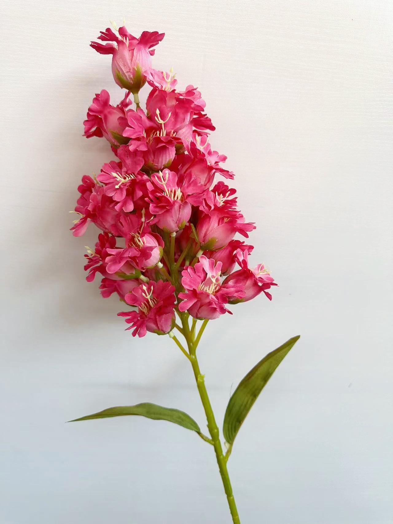 灯笼花玫红色