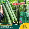 Las Semillas de Pepino Rey Resistente al Calor de Zhongyan se Cultivan en Tierras de Cultivo y Huertos. Las Tiras de Melón Son Rectas, Tiernas, Crujientes, Ligeramente Dulces y Semillas de Pepino Fáciles de Cultivar