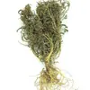 Ganoderma d'água, Coptis d'água, Lótus amarelo d'água, Erva da vesícula biliar de peixe Chegada Nova Atacado Dropshipping