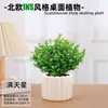 Las plantas en maceta son fáciles de cuidar en las salas de estar interiores.; plantas verdes hidropónicas, bonsáis creativos, plantas de la suerte, plantas pequeñas en maceta y árboles de la fortuna son todas excelentes opciones