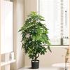 Planta de Simulación Madera Pie de Pato de Pie en Maceta Planta Verde Biónica Adornos Sala de Estar Lado del Sofá Decoración del Hogar Bonsái Árbol Falso