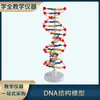 Modelo de estructura de enseñanza de ADN Doble Hélice Base par escolar Genético Gen Biología Instrumento de enseñanza modelo