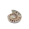 Fósseis Naturais de Conchas de Madagascar Caracol Crisântemo Caracol Fengshui Caracol Yuhua Fósseis de Caracol Atacado