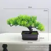 Simulación Welcome Pino Verde Maceta de Siembra Podocarpina Pino Falso Bonsái Adornos Fotografía Jardinería Casera Decoraciones de Plantas en Maceta