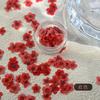 Decoraciones Coloridas para Uñas con Flores Secas Estilos Mixtos Flores Reales Coloridas Pétalos Pequeños de Narciso Decoración de Uñas Materiales para Uñas Portátiles