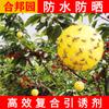 Hebang Jardín Trampa para Moscas Bola Mosca de la Fruta Árbol de Cítricos Insecto a Prueba Trampa para Moscas Bola Grande Trampa para Drosophila Bola Gusano Pegajoso