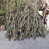 Laranja com fábrica de couro atacadista galho seco com garfo galho de madeira morta galho pendurado galho morto decoração de paisagem