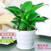 Planta Verde Princesa Dourada Diamante em Vaso Hidropônica de Escritório Remoção de Formaldeído Riqueza Flor de Interior de Mesa Purificação do Ar