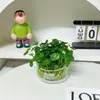 Bola de musgo Grama-moeda hidropônica fácil de cuidar para interior sem ansiedade pequena planta em vaso escritório mesa de centro desktop planta verde de interior