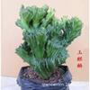 Plantas Verdes Imortais em Vasos Jade Colorido Unicórnio Selo de Unicórnio Suculenta Quilha Brasileira Wanzhongshan Interior Escritório