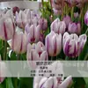 Planta de Tulipa Hidropônica em Vaso Pacote Grande de Bulbos Floridos Flores Bulbosas Resistentes ao Frio de Varanda de Inverno Venda Direta do Fabricante